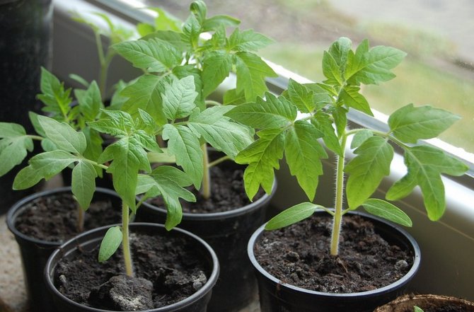Forbereder tomatfrø for planting av frøplanter