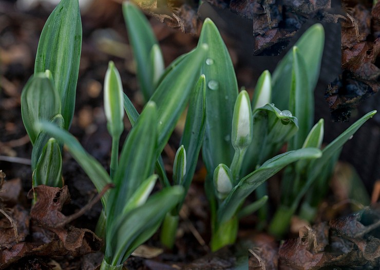 Plante snøklokker i åpen mark