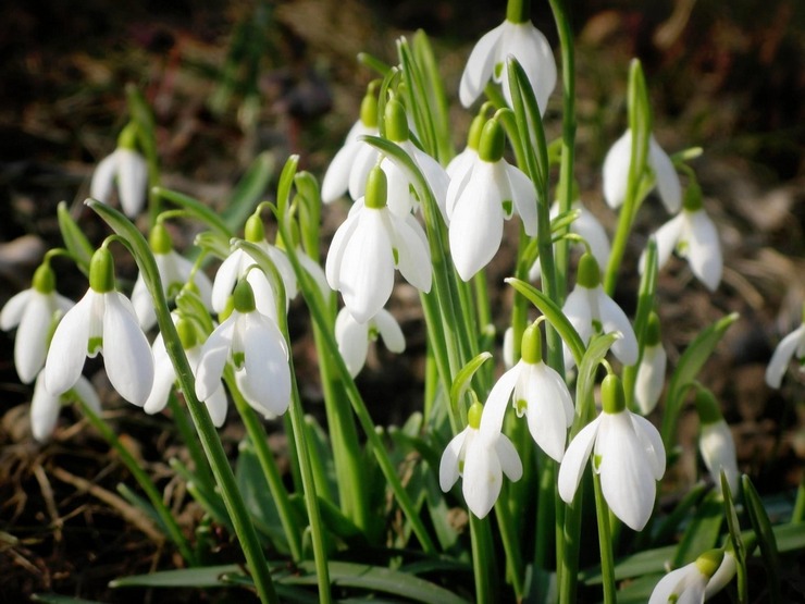 Snowdrop: planting og omsorg i det åpne feltet, dyrking, bilder og arter