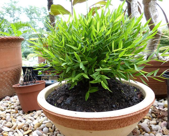 Pogonaterum elsker luft med høy luftfuktighet.