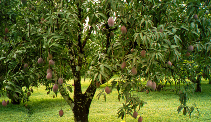 Fordelene med mango og hvordan du kan dyrke den hjemme