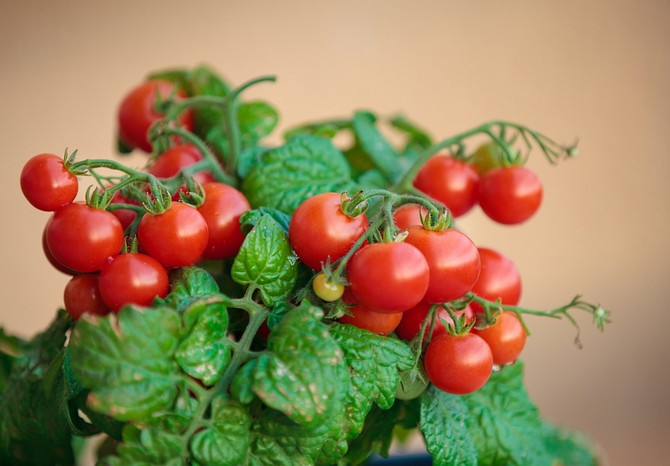 Kirschtomaten auf der Fensterbank. Wachstum und Pflege des Hauses. Pflanzen und Züchten