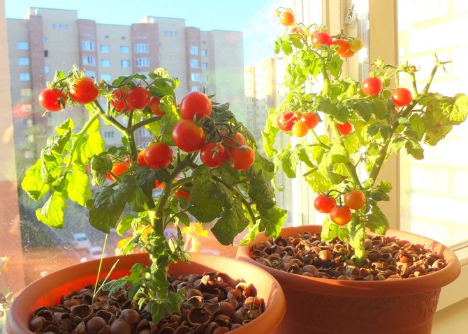 Kuinka kasvattaa tomaatteja ikkunalaudalla