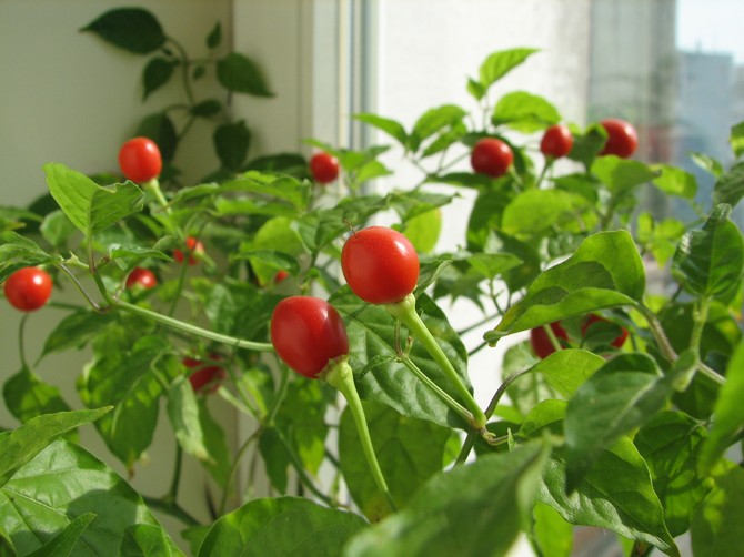 Tomaatteja ikkunalaudalla. Kuinka kasvattaa kotitekoisia tomaatteja