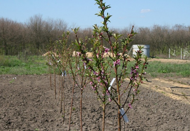 Aprikosensetzlinge können im zeitigen Frühjahr oder frühen Herbst gepflanzt werden