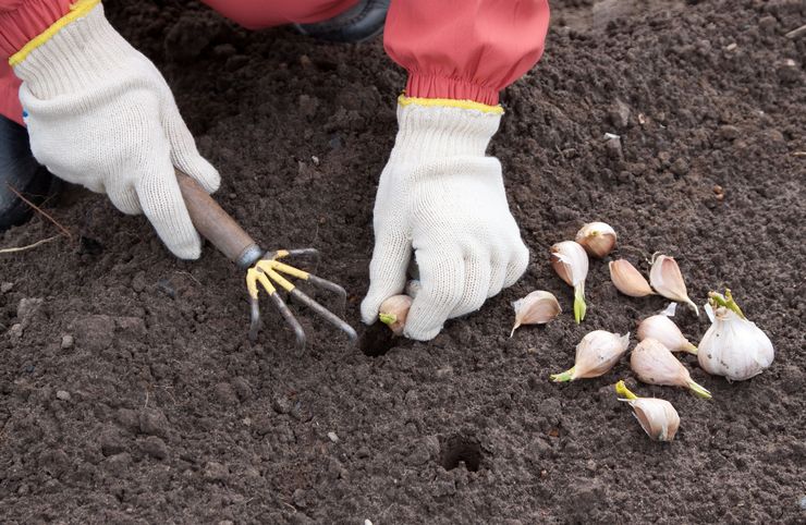 Planter vinterløk