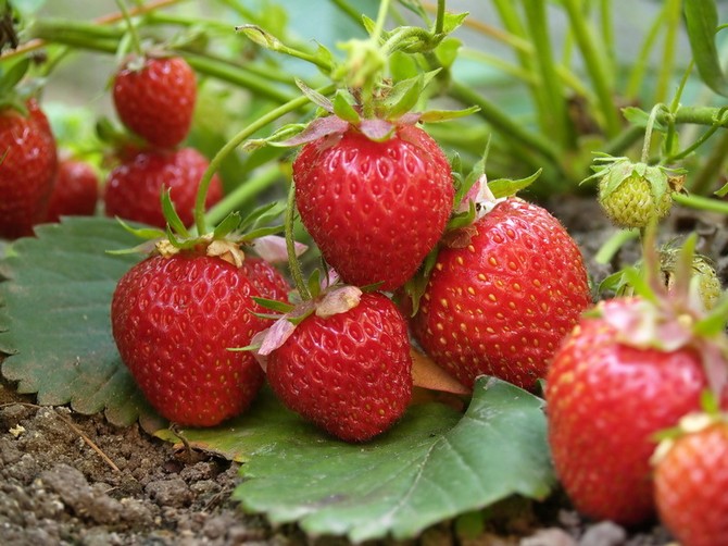 Erdbeeren (Erdbeeren) pflanzen: Timing und Technologie