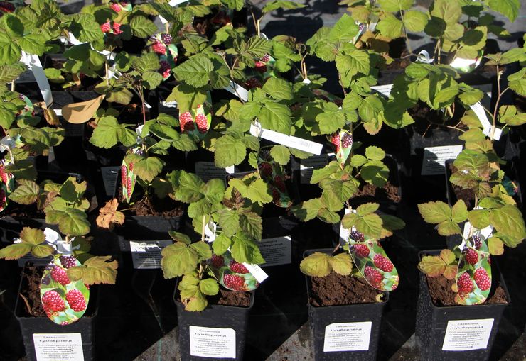 Setzlinge aus Containern pflanzen
