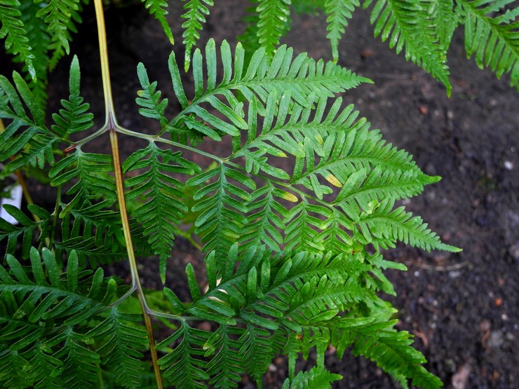 Pteris dentatus