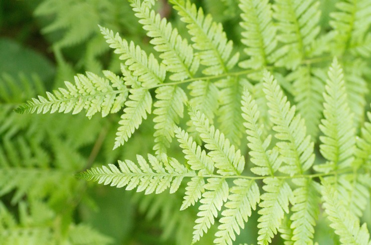 Zitternder Pteris