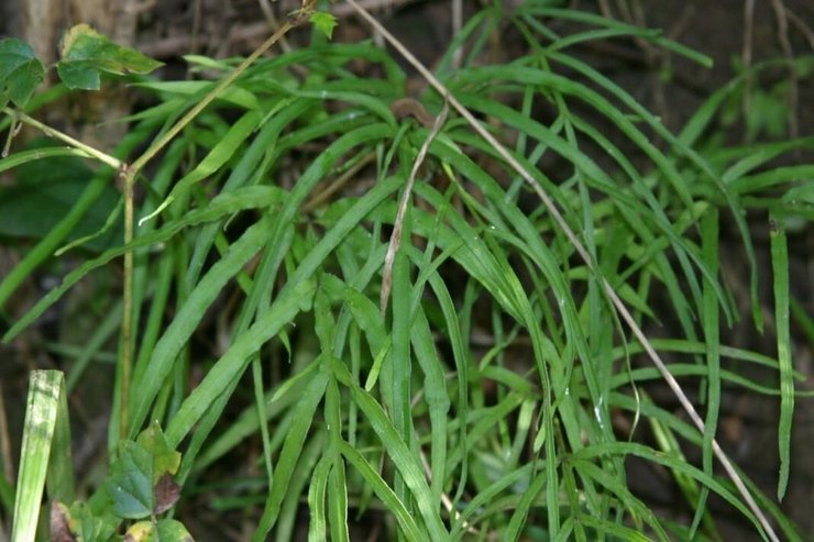 Pteris-Partitionen