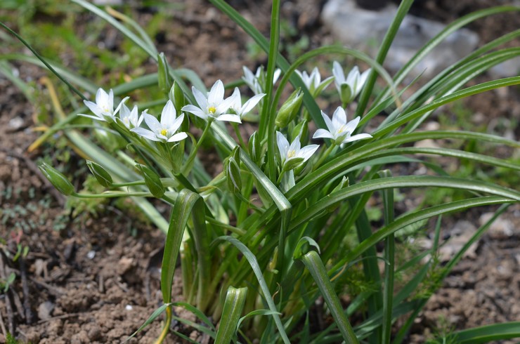 Geflügelpflege im Garten