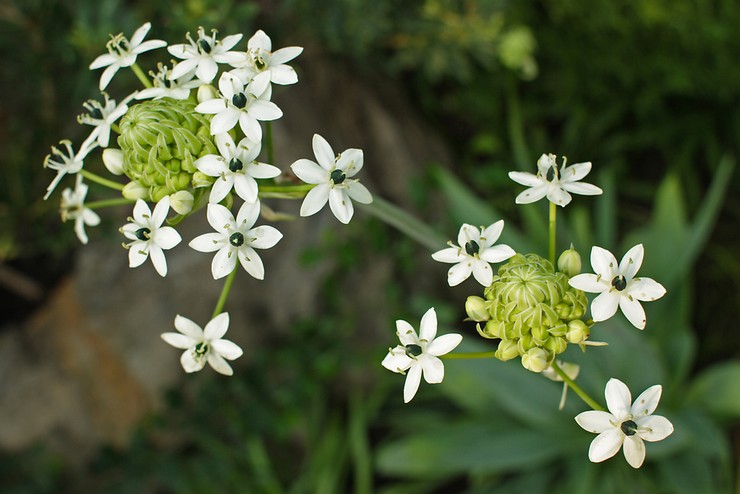 Arten und Sorten von Geflügel