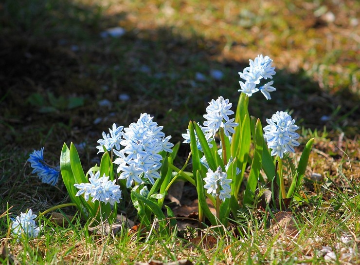 Puschkin-Pflege im Garten