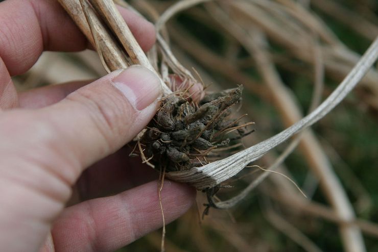 Ranunkeln nach der Blüte