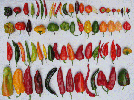 Pokud chcete získat 100% dobrý výnos papriky, vybírejte odrůdy, které jsou odolné vůči běžným chorobám a škůdcům zeleniny.