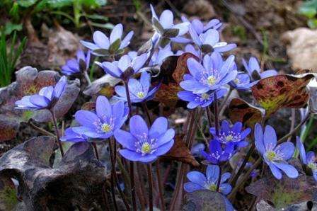 Lebermoose Die Pflanze wächst gut in schattigen und feuchten Böden, blüht im zeitigen Frühjahr. Staude mit leuchtend blauen Blüten,