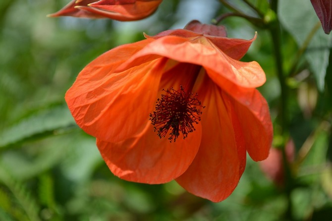 Abutilon (javor krytý)