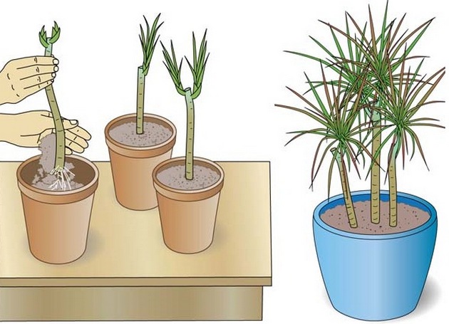 Først og fremst er det nødvendig å sørge for at lengden på skjæringen er minst 5 cm, ellers vil planten ikke bli akseptert i bakken.