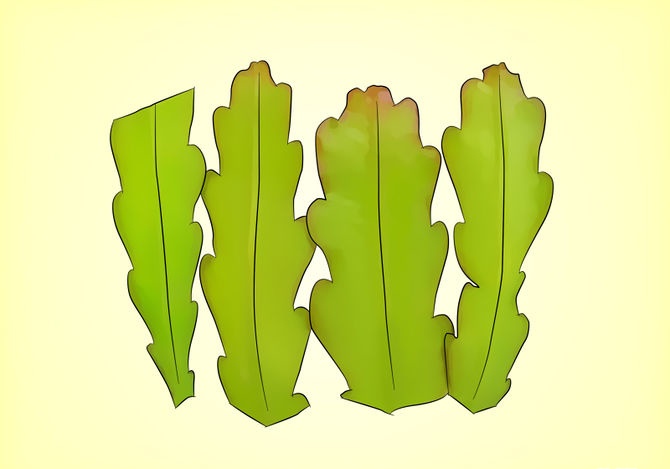 Tips og triks om hvordan du forplanter epiphyllum riktig fra stiklinger