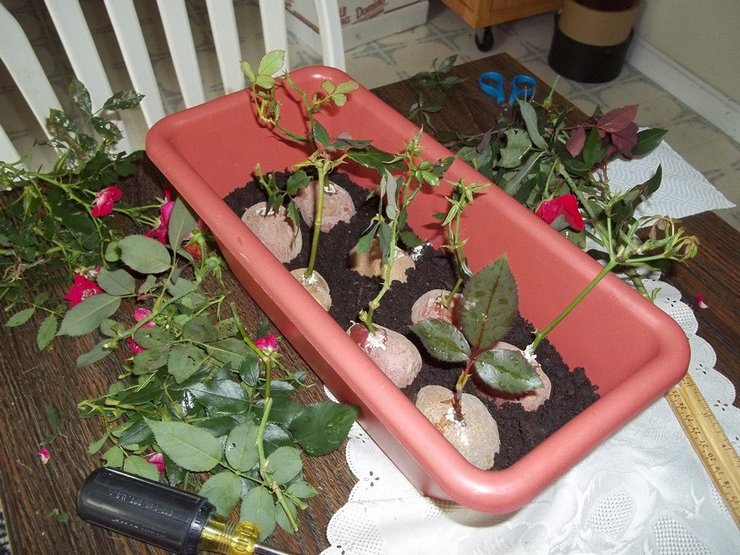 Å plante rosekaks i poteter