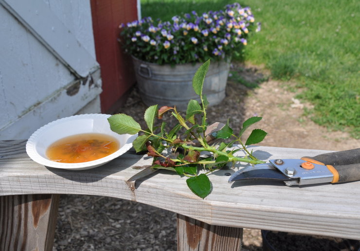 Formering av roser ved stiklinger: de beste måtene å rote stiklinger av roser i hagen og hjemme
