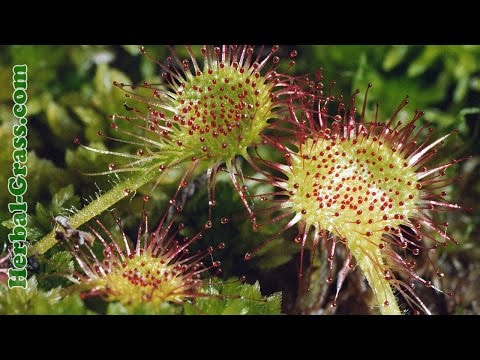 Sonnentau ist ein fleischfressender Pflanzenfresser für Insekten