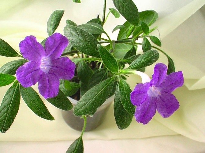 Ruellia מתנגד היטב למגוון מזיקים ומחלות