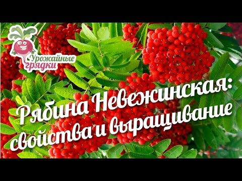 Rowan Nevezhinskaya: užitečné vlastnosti horského popela a podmínky pěstování #urozhainye_gryadki
