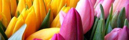 Jak pěstovat tulipány doma do 8. března