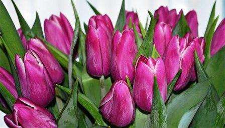 Kdy zasadit tulipány ke květu 8. března