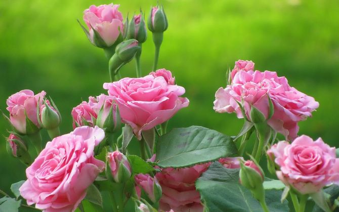Roser - grunnleggende regler for dyrking og omsorg