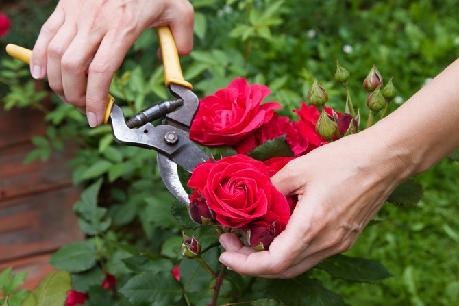 Alle visne blomster og absolutt alle skuddene beskjæres.