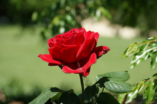 Roser. Å dyrke og ta vare på roser. Planting og avl