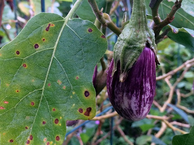 De vanligste problemene med aubergine frøplanter og løsninger