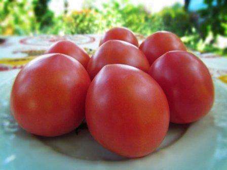 Podle popisu rajčete Budenovka je tato odrůda odolná vůči různým chorobám. Současně doporučuje pravidelné zpracování rostliny a hnojení keřů, aby se dosáhlo maximálního výnosu. R.