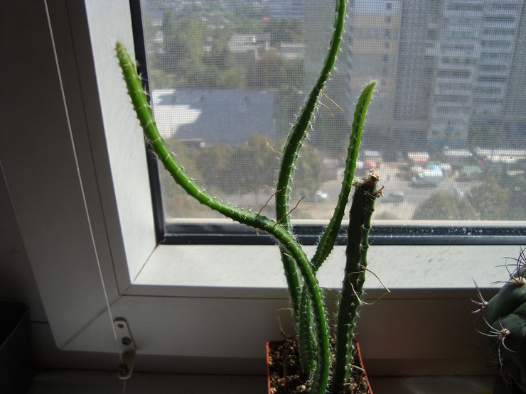 Kaktus selenicereus