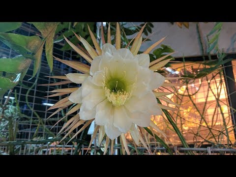מלכת הלילה (Selenicereus בעל פרחים גדולים). Allvideo