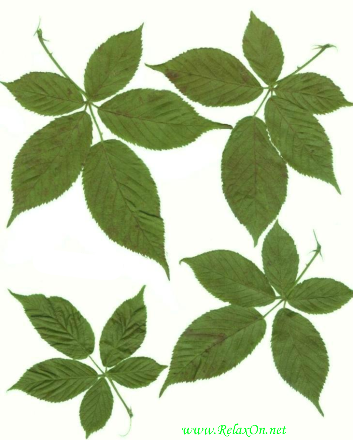Blätter Schablone-3