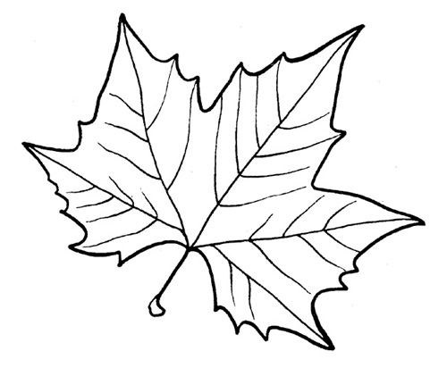 Eine Vorlage zum Zeichnen und Schneiden eines Ahornblatts - wie man ein Ahornblatt zeichnet, ein Ahornblatt in Etappen zeichnet