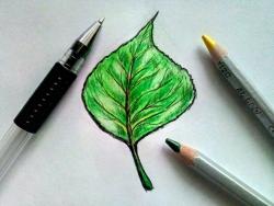 Pappelblatt mit Bleistift