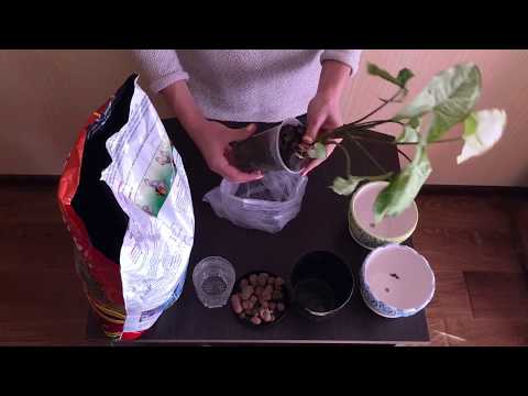 סינגוניום / השתלה / צמחי בית