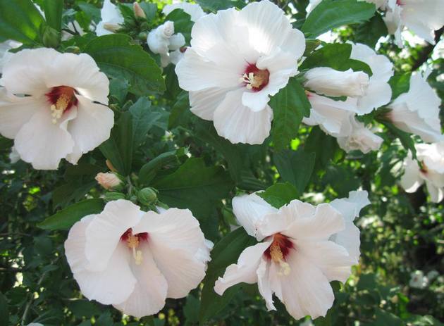 Gartenhibiskus benötigt wenig Pflege