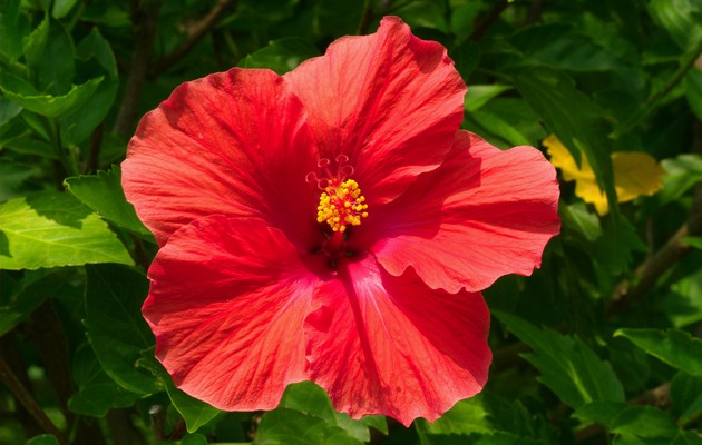 Syrischer Hibiskus (Garten)