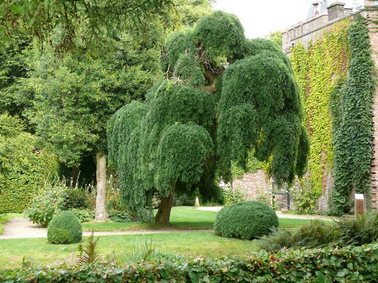 Sophora japonica hoito