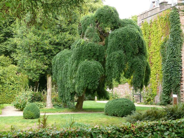 Sophora japonica hoito