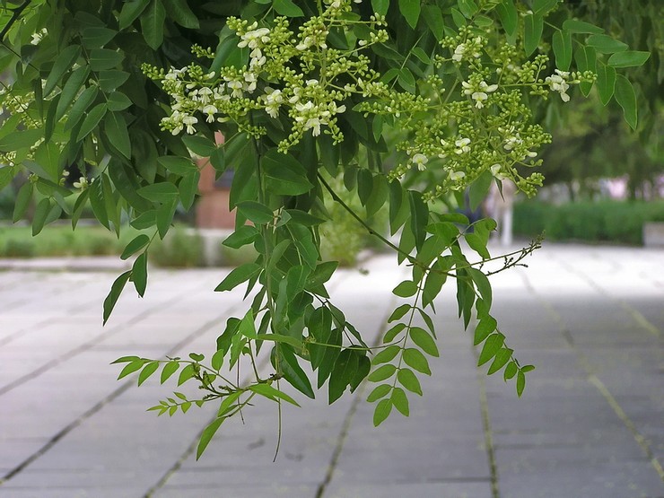 Kiinteistöjä Sophora