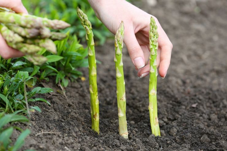 Spargel im Freien pflanzen