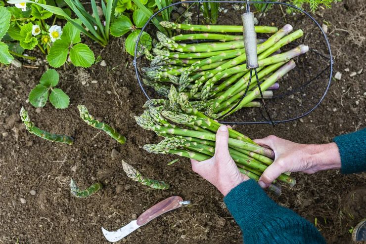 Sammeln und Lagern von Spargel