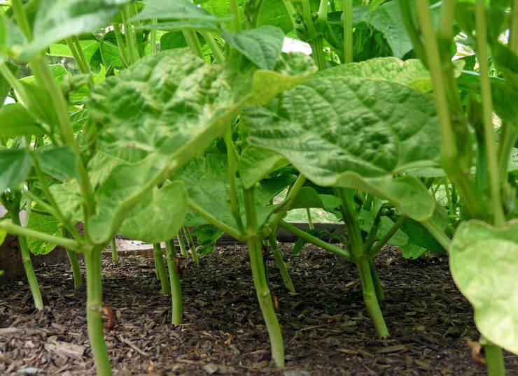 Spargelbohnen im Freien pflanzen